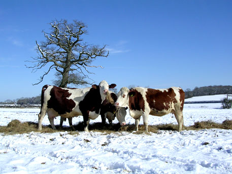 Dry-cows-in-snow