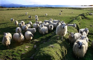 Sheep and Goat Farming